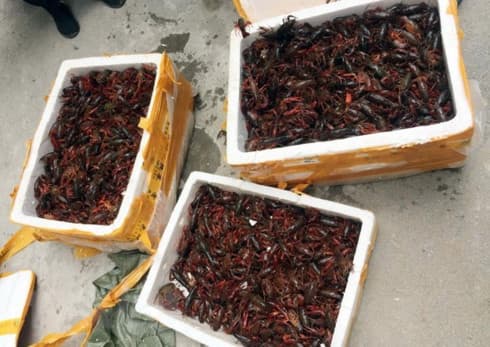 Prompt actions urged to control invasive alien species