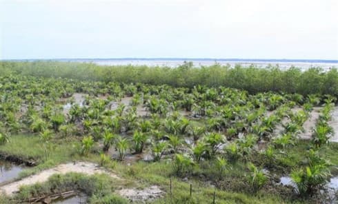 Vietnam moves to protect coastal forest