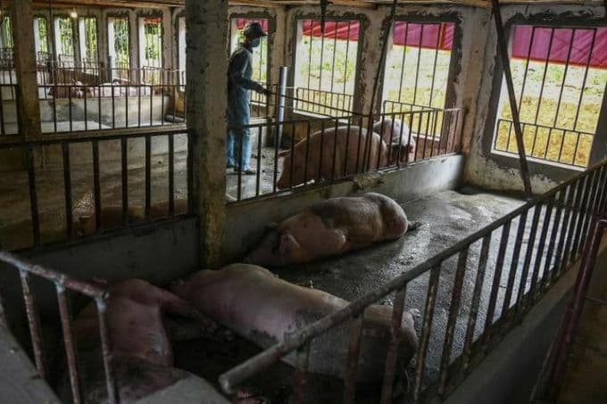 Vietnam uses budget reserves to cull pigs as African swine fever spreads nationwide
