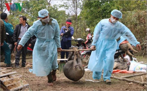 Nearly 9,000 pigs culled in Son La due to African swine fever