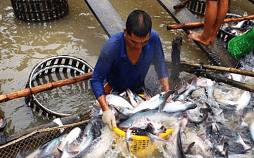 Opportunities open up for pangasius fish exports to China