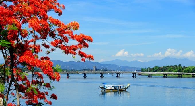 Flamboyant blooms paint the town red in Hue
