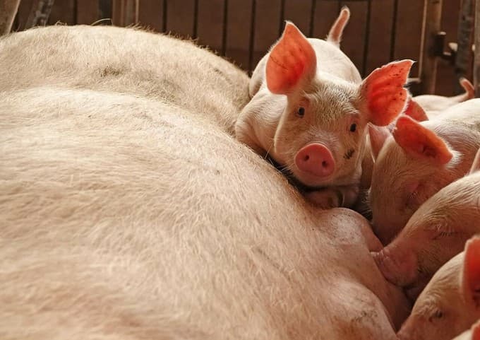Vietnam confronts pork shortage until 2020 as African swine fever takes its toll