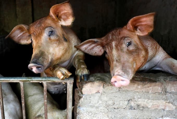 African swine fever costs Hanoi $43 million