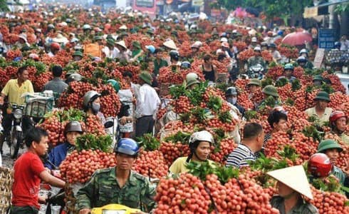 Bac Giang’s lychee revenue reaches 60-year high
