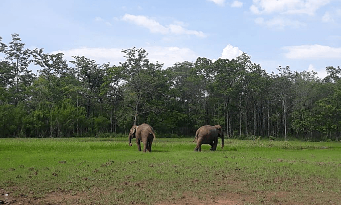 Two elephants find freedom again in Vietnam