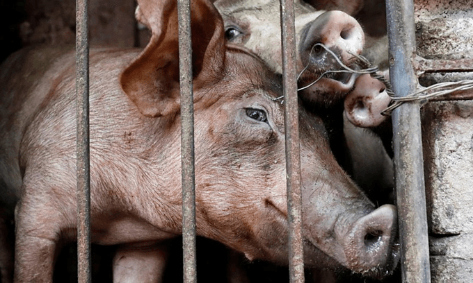 Vietnam reports initial success in creating African swine fever vaccine