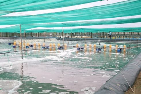 Ben Tre to expand farming of key aquatic species