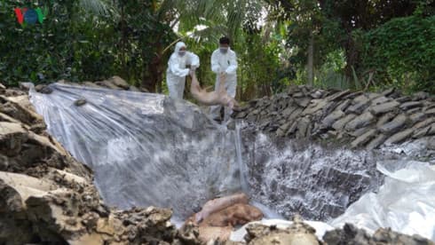 Additional outbreaks of African swine fever detected in HCM City