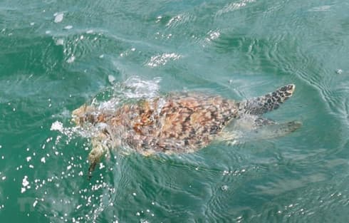 Rare sea turtle rescued in Ba Ria – Vung Tau