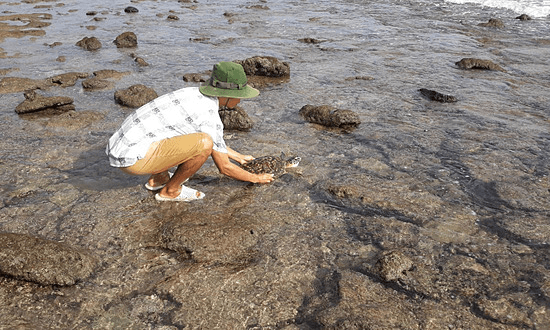 Endangered sea turtle saved from discarded net in southern Vietnam