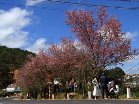 Cherry-like apricot trees planted in Lang Biang plateau
