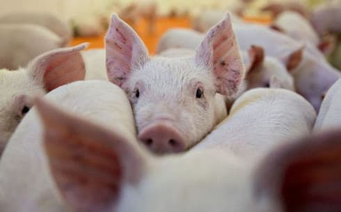 Further African swine fever outbreaks detected nationwide