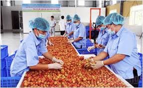 Litchi season brings VND 279 million of turnover