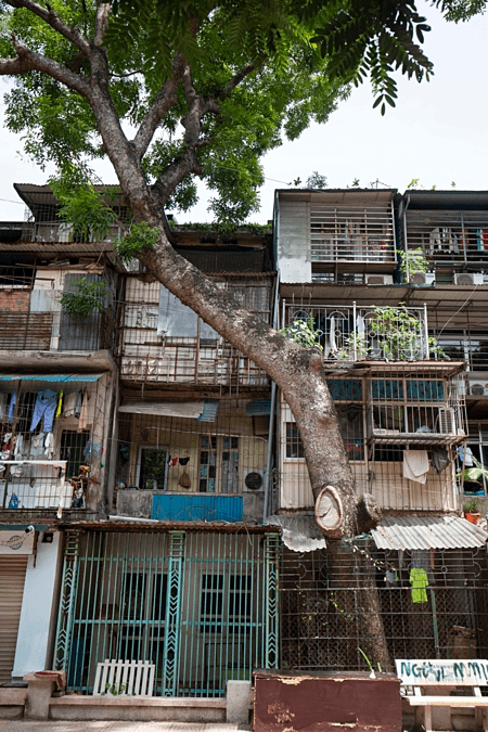In Hanoi, some trees are family members