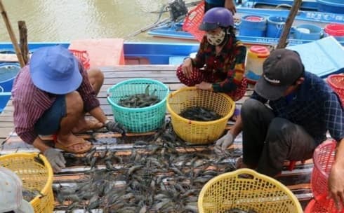 Ca Mau looks to earn 1.2 bln USD from aquatic exports