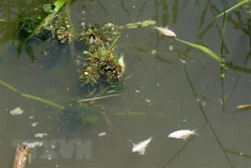 Phu Tho: firm fined for polluting environment