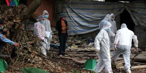 Lai Chau issues urgent telegram on African swine fever
