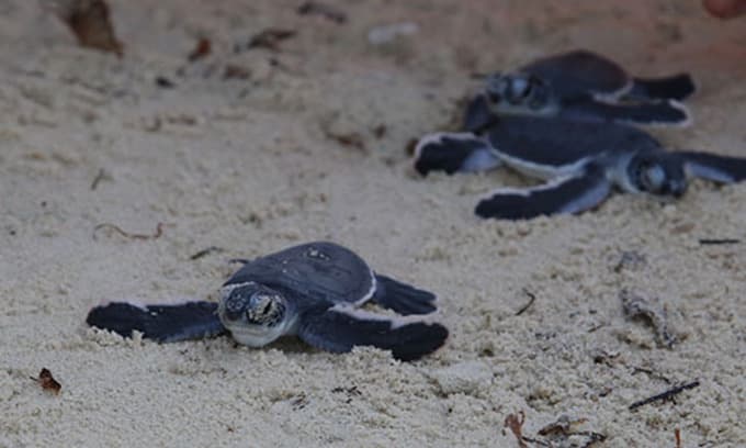 Three-year project hopes to bring turtles back to central Vietnam islands