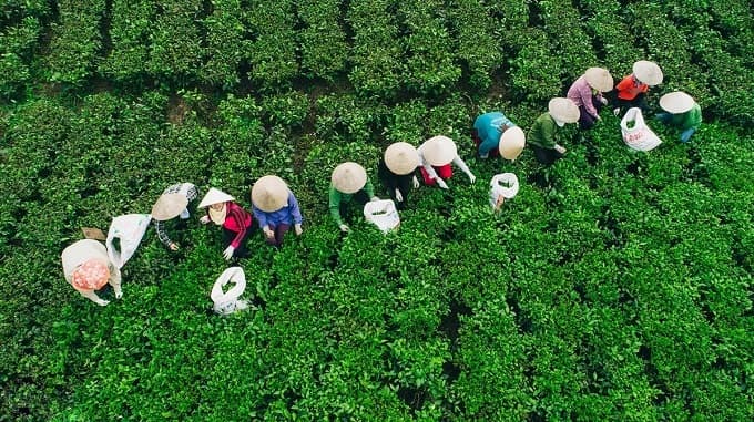 Vietnam’s finest tea producer teems with other natural delights