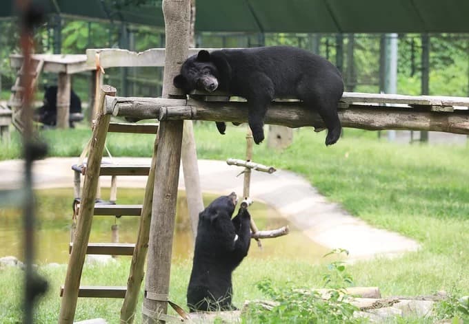 Inside Southeast Asia's largest bear rescue center