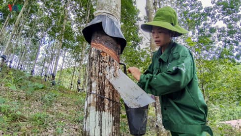 Rubber exports rake in US$841 million in H1