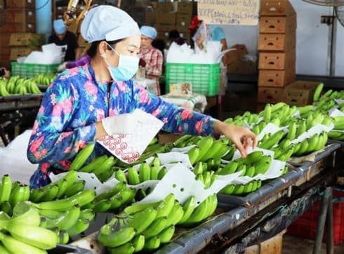 Over 491 million USD invested in processing farm produce in H1