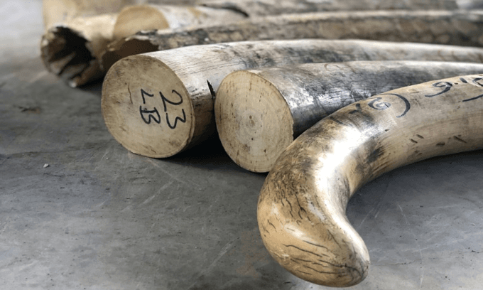 Singapore seizes biggest ever ivory haul en route to Vietnam