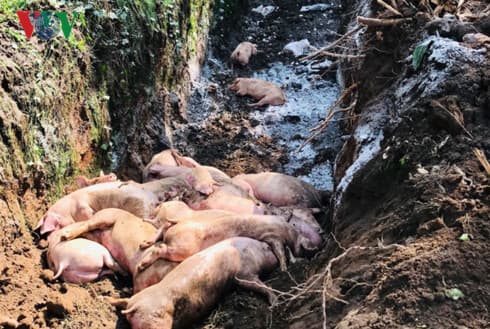 Binh Duong culls over 39,000 pigs due to African swine fever