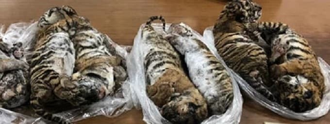 Seven frozen tiger carcasses seized from trafficking gang in Hanoi
