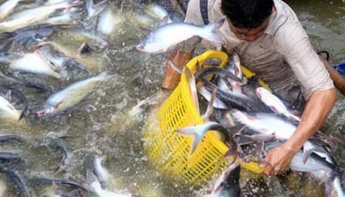 Tra fish exports see downward trajectory