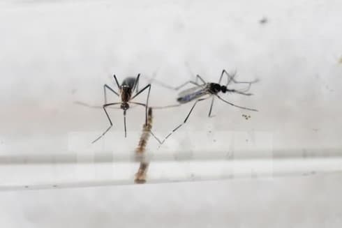 Evaluation on dengue fever vaccine completes in Vietnam