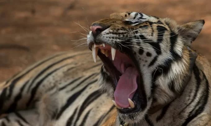 $11 mln project to disrupt wildlife supply chain in Greater Mekong region