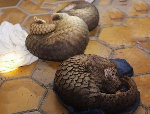 Two traffickers held in Vietnam with 30 pangolins