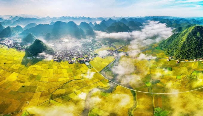 Northern Vietnam valley unrolls its golden carpet