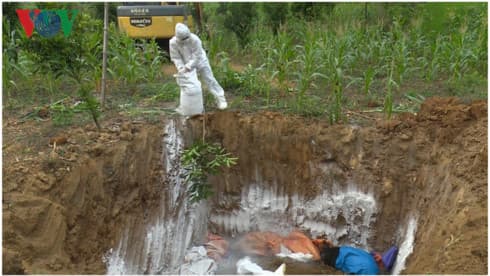 Son La culls over 400 tonnes of pigs due to African swine fever