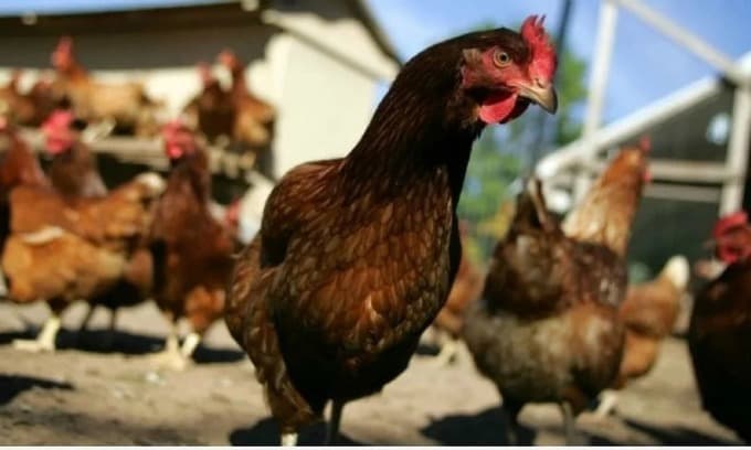 10,500 chicken killed in southern Vietnam after bird flu outbreak