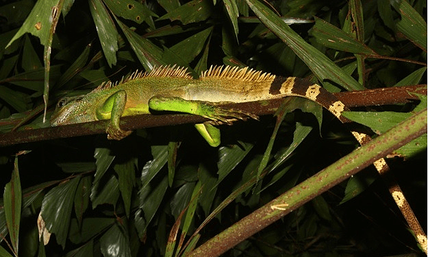 Treated as food and pet, Asian water dragon endangered in Vietnam