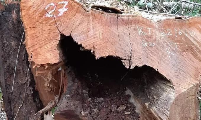 Police probe illegal logging of 99 trees in national park
