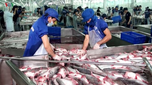Falling tra fish price poses threat to aquatic export target