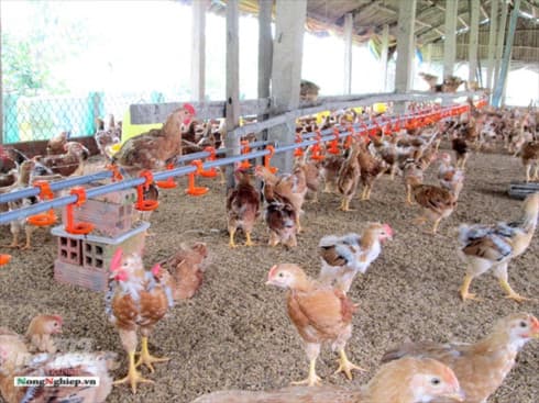 Can Tho culls 1,500 avian flu-infected poultry