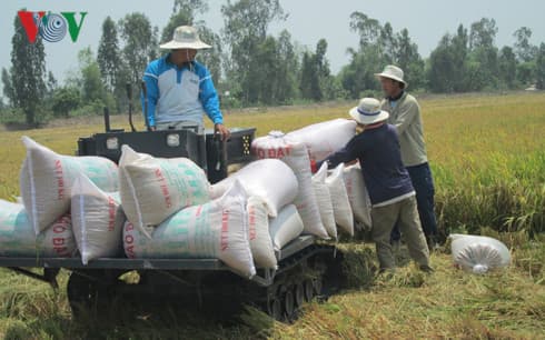Vietnam's rice prices suffer fall due to sharp decline in demand from China