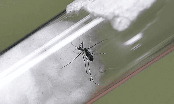 Dengue fever enters peak season as death toll rises to 16