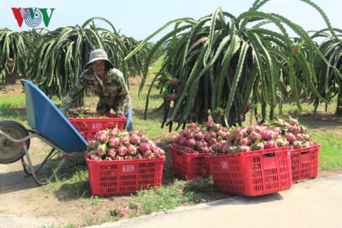 Binh Thuan’s dragon fruit receives price boost following customs clearance