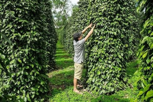Pepper sector urged to renew growth model