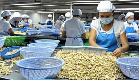 Cashew industry destined for this year's export target of 450,000 tons