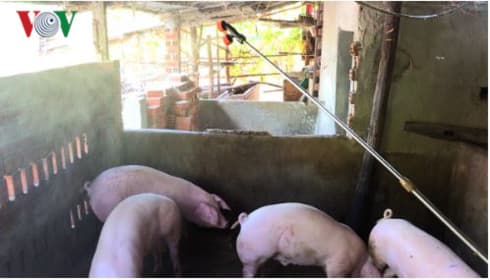 Five districts in Thanh Hoa declare free from African swine fever