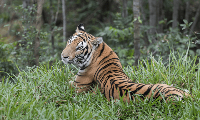 Vietnam part of thriving illegal trade in tigers