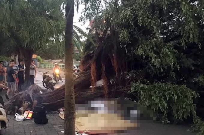 Falling tree crushes young Hanoian to death