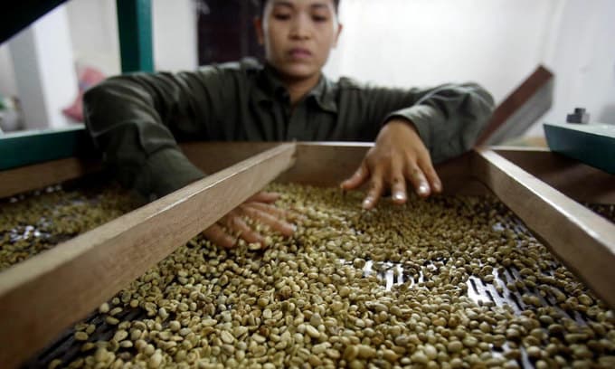 Vietnam Jan-Aug coffee exports likely fell 10.3 pct y/y